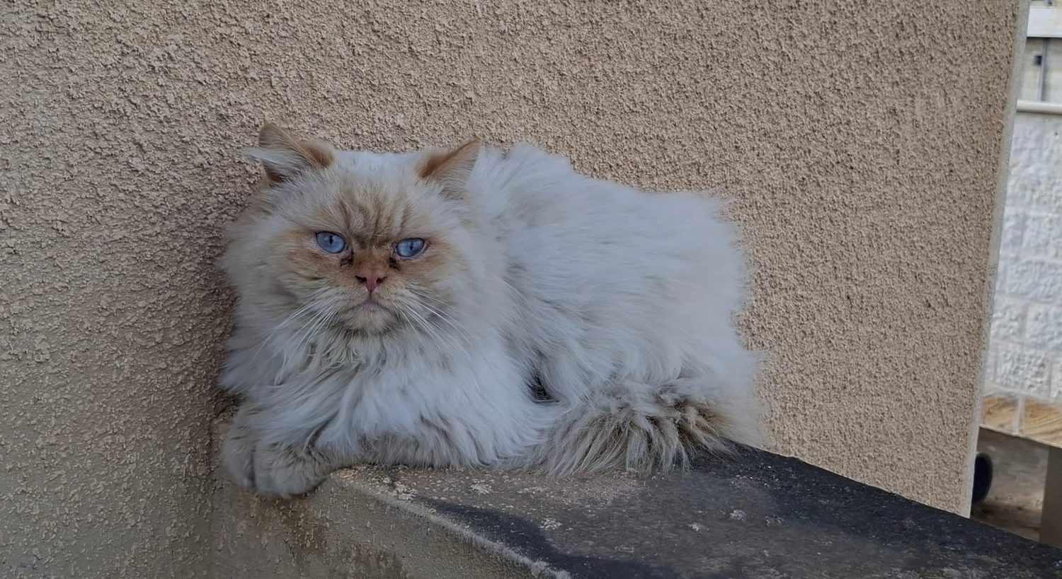 مافن
