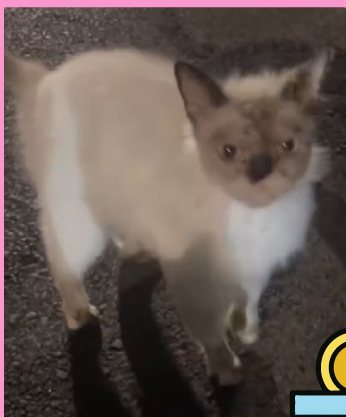 قطة بلا اسم