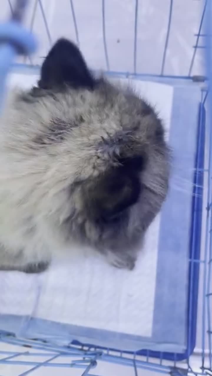 أوسو